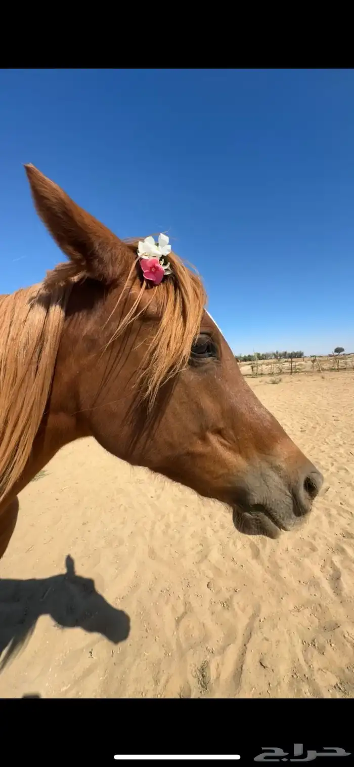 فرس عربيه 3