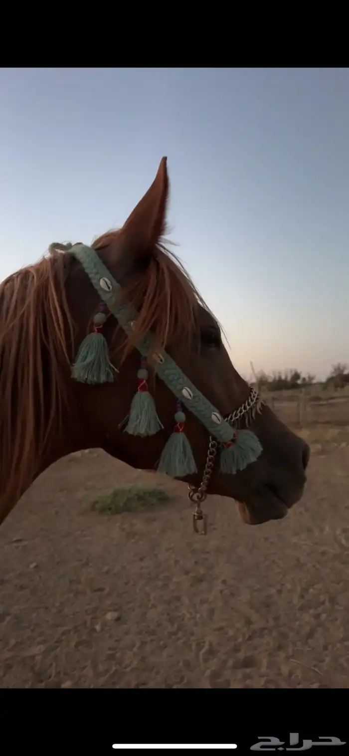 فرس عربيه 7
