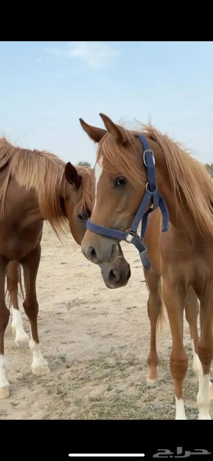 فرس عربيه 11
