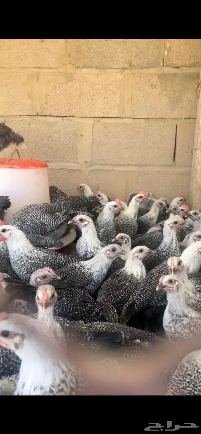 سمان فري ودجاج وبيض مريعي 4