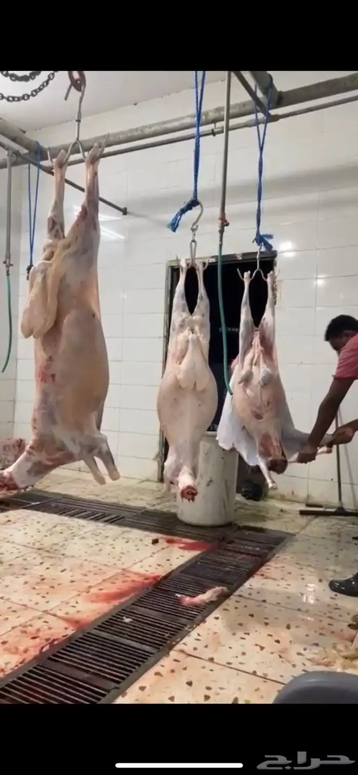 طليان جبره ذبايح المناسبات والثلاجة كاش واقساط من المتجر 6