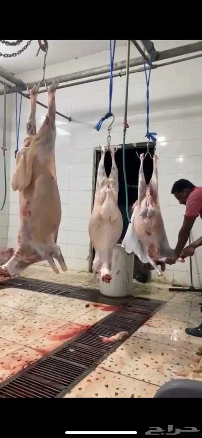 طليان جبره ذبايح المناسبات والثلاجة كاش واقساط من المتجر 4