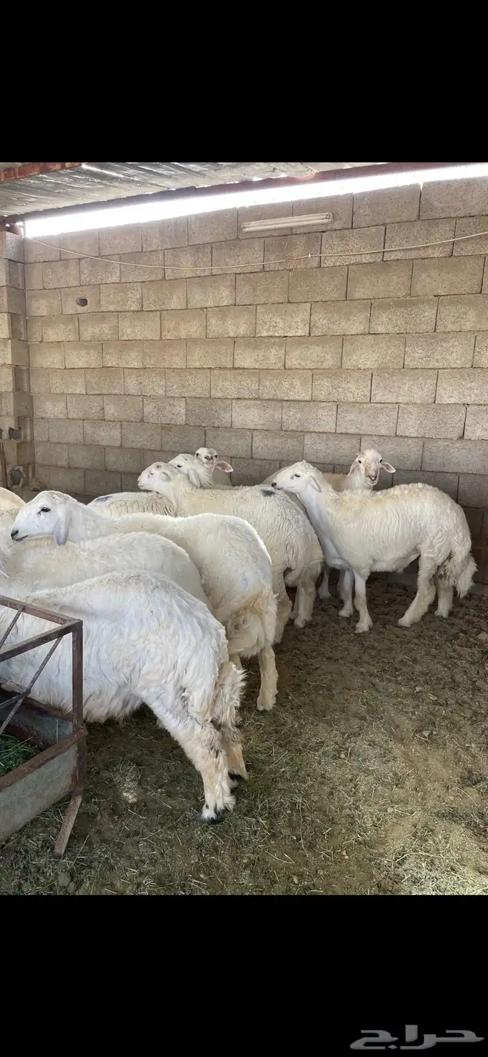 طليان جبره ذبايح المناسبات والثلاجة كاش واقساط من المتجر 3