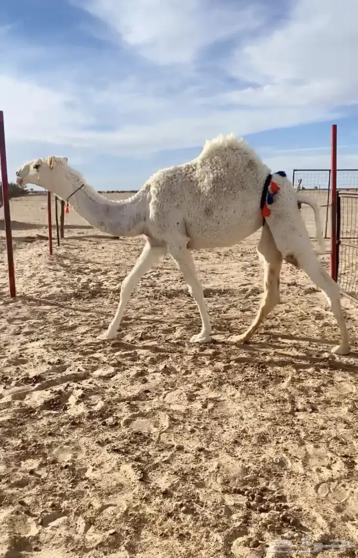 عشراء كفو تحتها بكره كفو 3