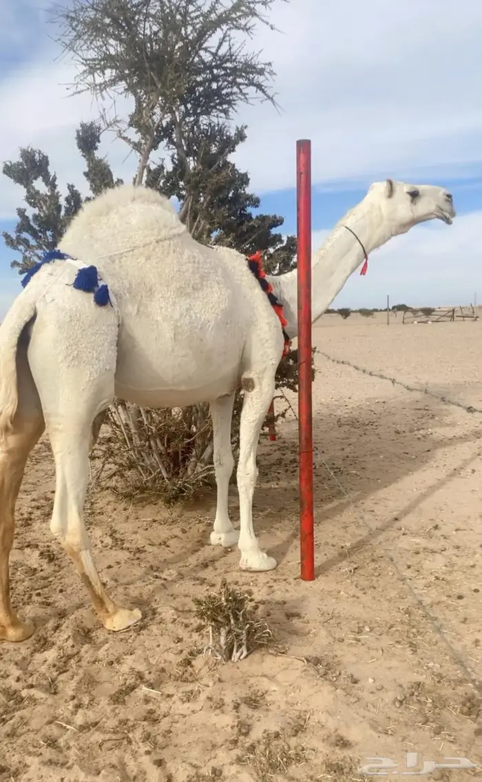 عشراء كفو تحتها بكره كفو 1