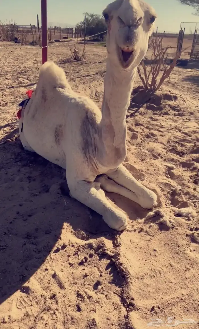 عشراء كفو تحتها بكره كفو 2