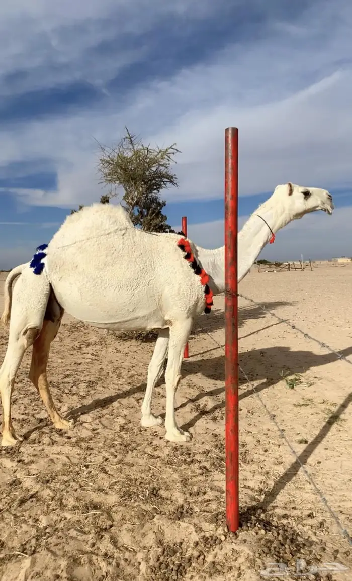 عشراء كفو تحتها بكره كفو 0