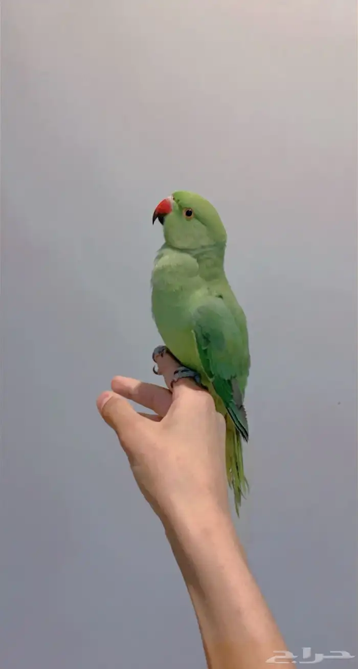 ببغاء دره اليف 6