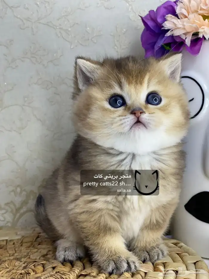 قطط سكوتش فولد سكوتش ستريت بيور قولد كيتنز مسجل 10