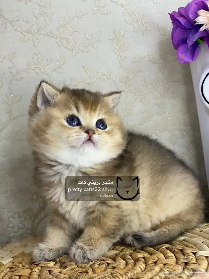 قطط سكوتش فولد سكوتش ستريت بيور قولد كيتنز مسجل 11