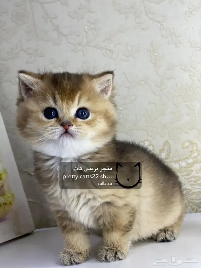 قطط سكوتش فولد سكوتش ستريت بيور قولد كيتنز مسجل 12