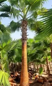 نخل واشنطني ثيل طبيعي نخل ملوكي للبيع 11