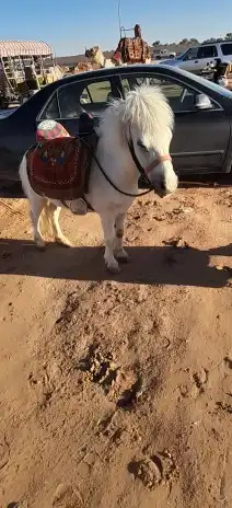 آجار جمال رحول واركبي قليص هجن 13