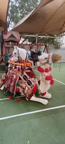 آجار جمال رحول واركبي قليص هجن 2