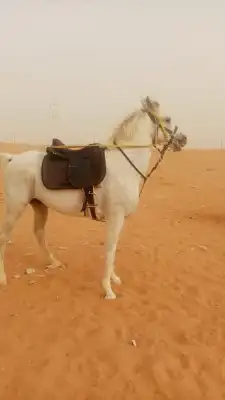 آجار جمال رحول واركبي قليص هجن 6