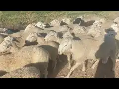 راعي غنم سوداني جاهز موجود في السودان 3