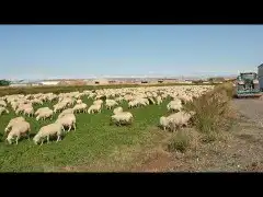 راعي غنم سوداني جاهز موجود في السودان 0