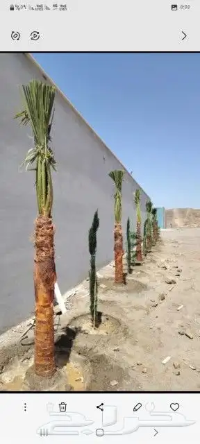يوجدلدين وشنطني زينه في أبها والخميس 2
