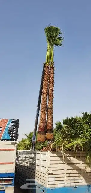 نخل واشنطني ثيل طبيعي نخل ملوكي للبيع 8
