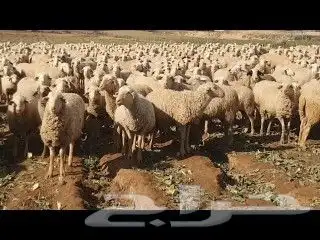 راعي غنم سوداني جاهز موجود في السودان 2