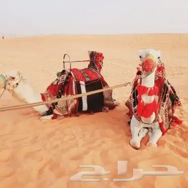 آجار جمال رحول واركبي قليص هجن 5