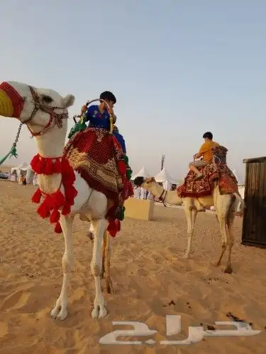 آجار جمال رحول واركبي قليص هجن 0