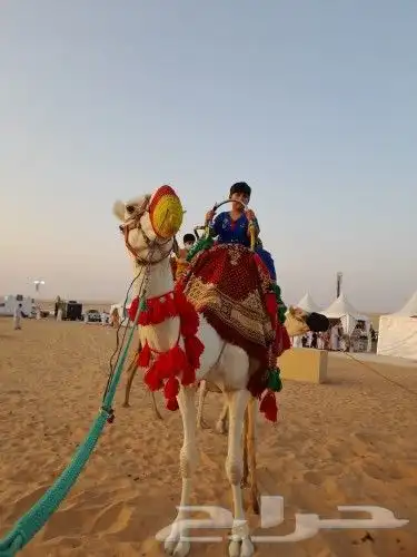 آجار جمال رحول واركبي قليص هجن 1