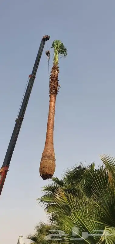 نخل واشنطني ثيل طبيعي نخل ملوكي للبيع 5