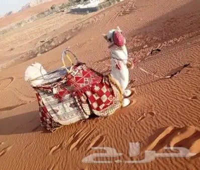 آجار جمال رحول واركبي قليص هجن 17