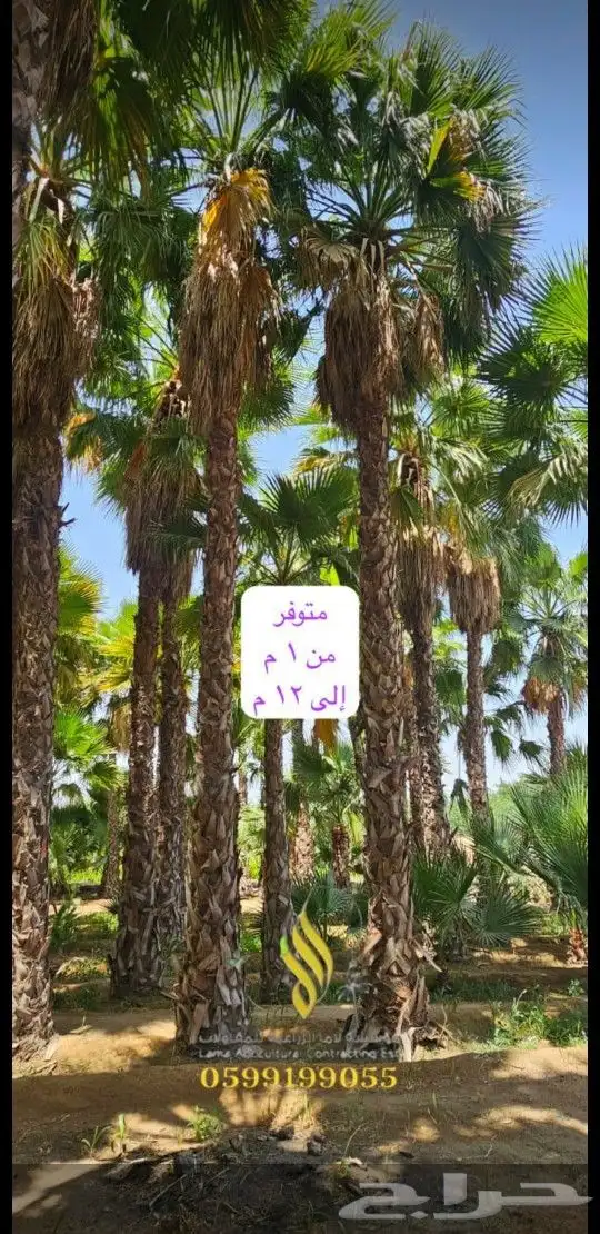 نخل طويل وشنطن 0