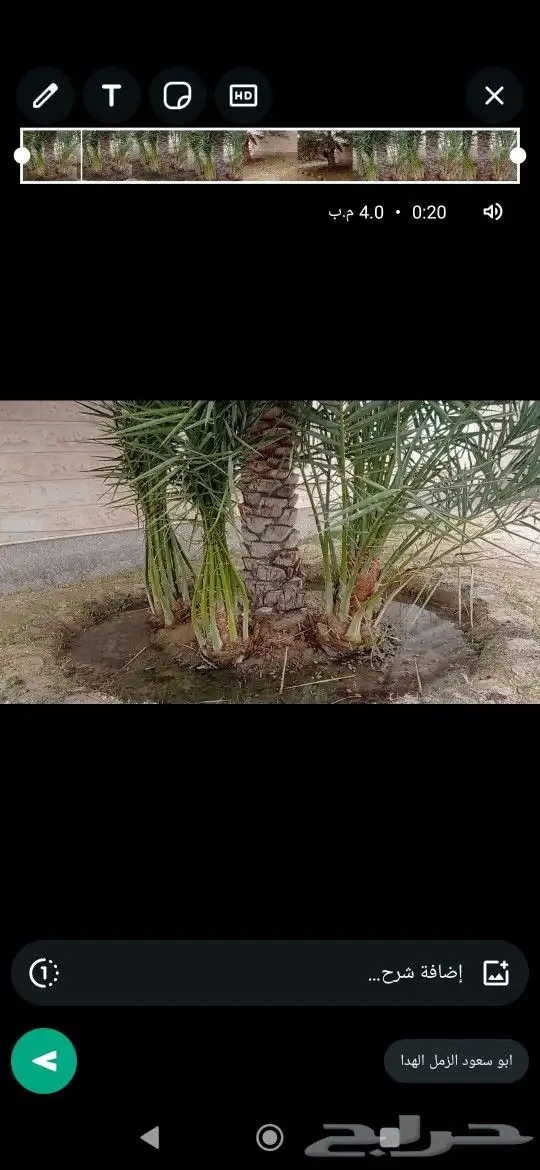 نخل للبيع 100 حبه قراين عجوه ...ويوجود لدينا جميع الفسايل 5