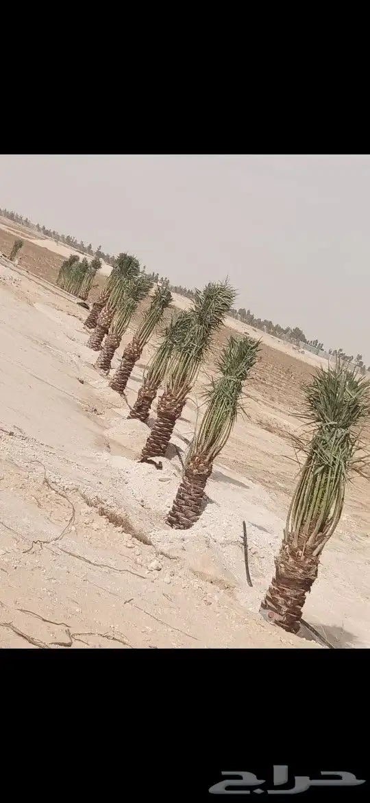 نخل للبيع 100 حبه قراين عجوه ...ويوجود لدينا جميع الفسايل 4