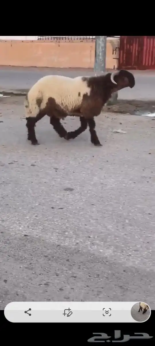 جزعان طيبه للبيع 3