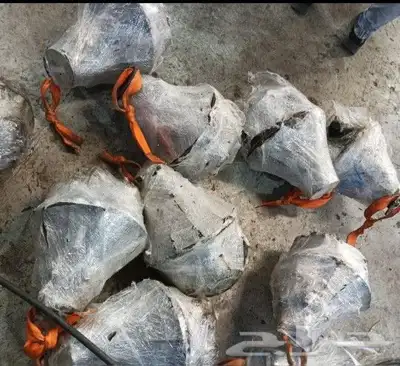 يوجد جراء دينا وكرونا ديانا جميع الموديلات شد بلد 4