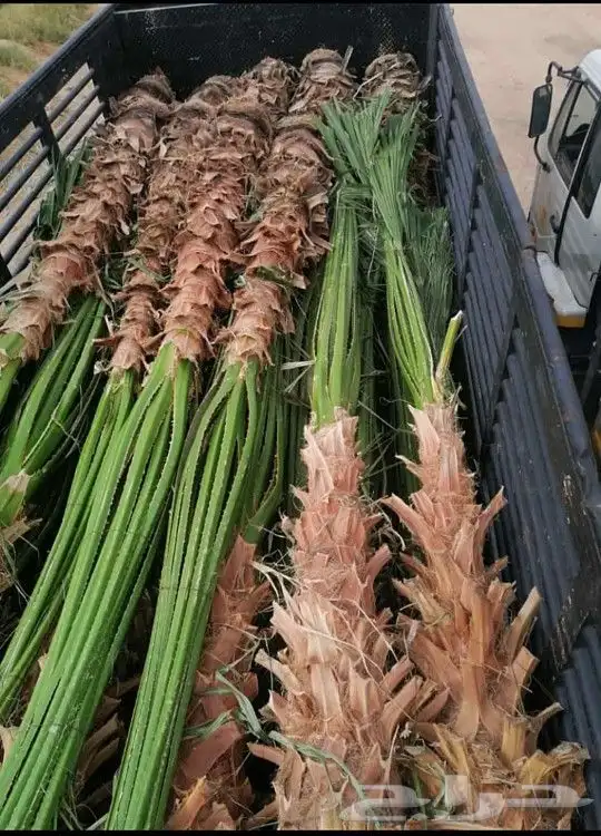 نخل للبيع 100 حبه قراين عجوه ...ويوجود لدينا جميع الفسايل 8