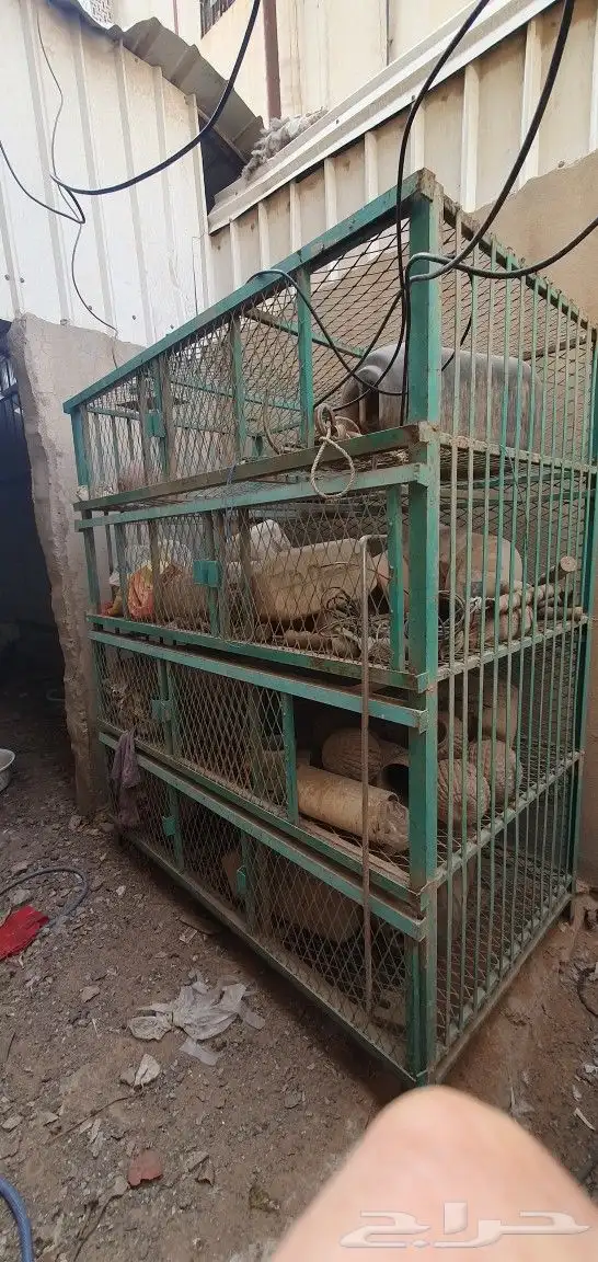 قفصان دواجن قفص دجاج 1