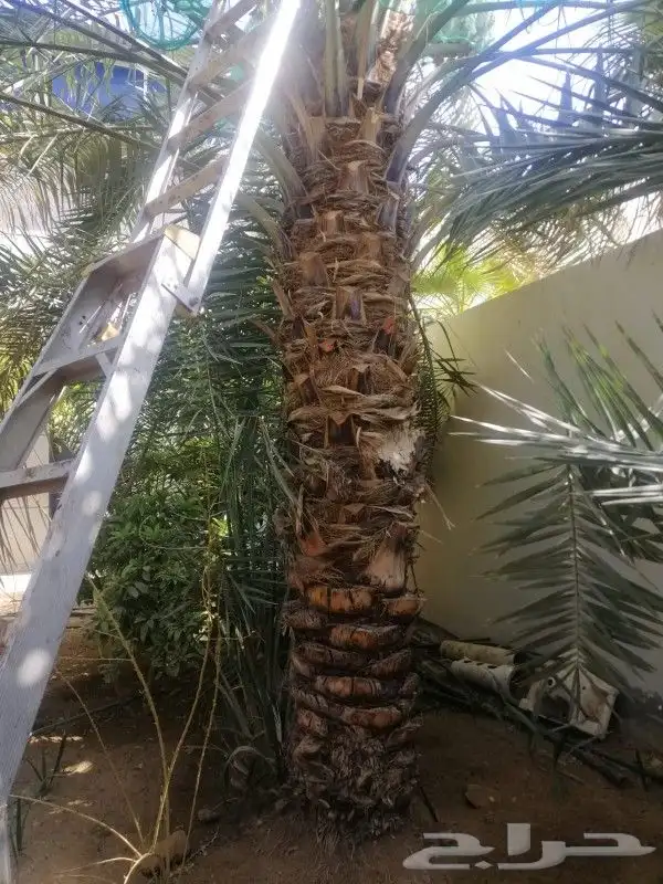 نخل هلالي وبرحي 1