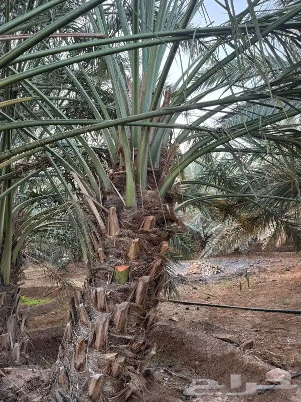 نخل للبيع 100 حبه قراين عجوه ...ويوجود لدينا جميع الفسايل 2