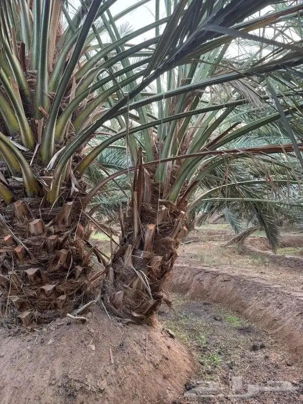 نخل للبيع 100 حبه قراين عجوه ...ويوجود لدينا جميع الفسايل 0