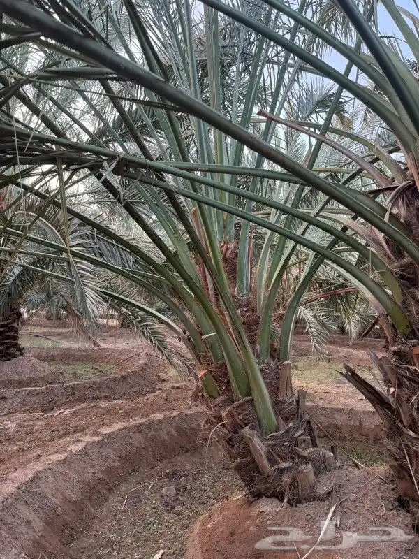 نخل للبيع 100 حبه قراين عجوه ...ويوجود لدينا جميع الفسايل 3