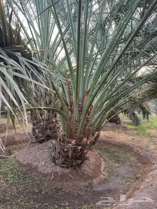 نخل للبيع 100 حبه قراين عجوه ...ويوجود لدينا جميع الفسايل 1