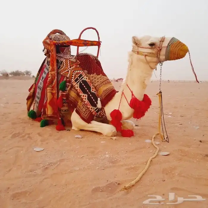 آجار جمال رحول واركبي قليص هجن 8