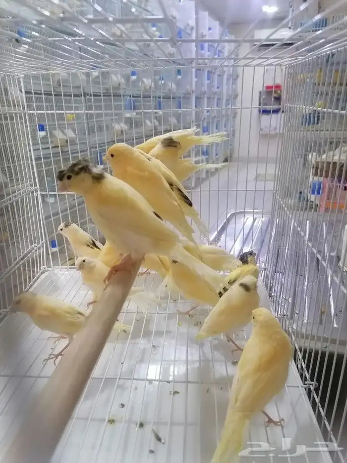 فرخ فروخ كناري سوري 1