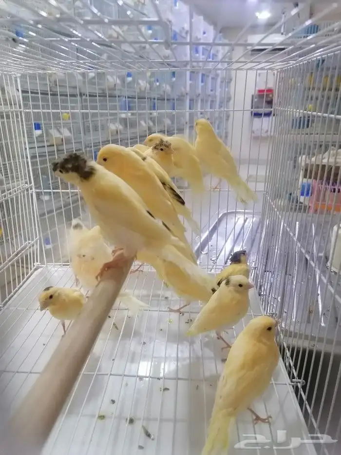 فرخ فروخ كناري سوري 8