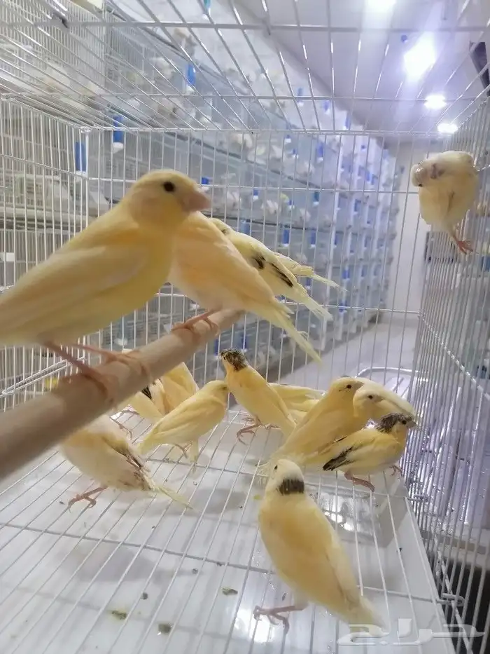 فرخ فروخ كناري سوري 9