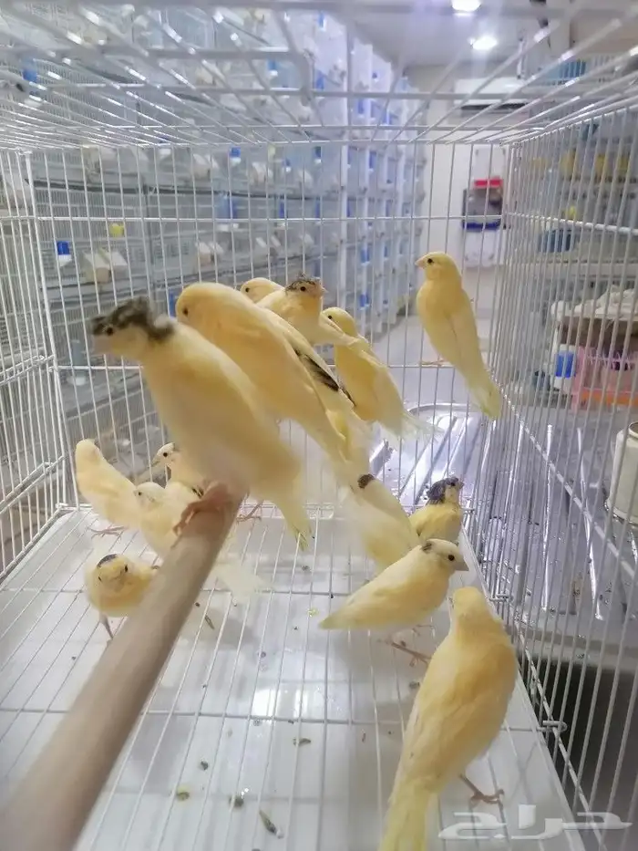 فرخ فروخ كناري سوري 4