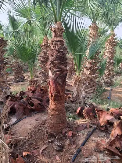 يوجدلدين وشنطني زينه في أبها والخميس 0