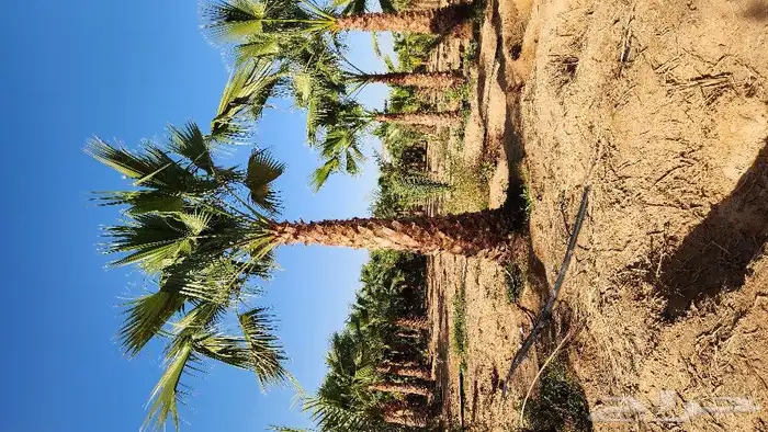 نخل واشنطن للبيع نخل واشنطني 4