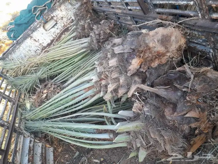 يوجد لدينا جميع النواع فسايل النخل العربي 3