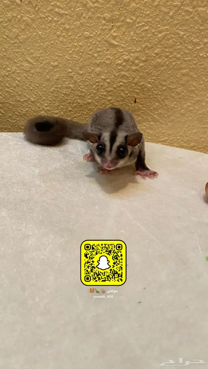 سناجب الطائر اليفه 3